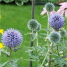 Photo des fleurs de chardon bleu