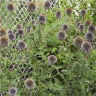 Image de fleurs d'echinops ritro