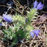 Photo de fleurs de vip�rine - Echium vulgare