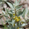 Photo de fleurs de chalef argent� - Elaeagnus commutata