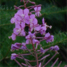 Photo de fleurs d'�pilobe � feuilles �troites - Epilobium angustifolium
