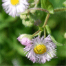 Photo de fleurs d'�rig�ron de Philadelphie - Erigeron philadelphicus