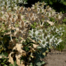Photo des fleurs de panicaut g�ant - Eryngium giganteum