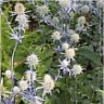 Photo des fleurs de panicaut