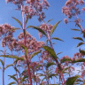 Image d'eupatoire - Eupatorium purpureum