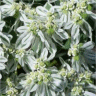 Photo de fleurs d'euphorbe panach�e - Euphorbia marginata