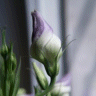 Photo de lisianthus - Eustoma grandiflorum