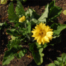 Photo de Gerbera - Gerbera jamesonii