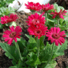 Photo de marguerites du Transvaal - Gerbera jamesonii