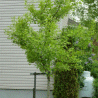 Photo d'un arbre aux quarante �cus - Ginkgo biloba
