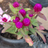 Photo de fleurs d'amarantine - Gomphrena globosa