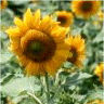 Photo de fleur de tournesol