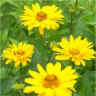 Photo de fleur de soleil d'or