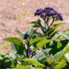 Photo de heliotrope du P�rou - Heliotropium arborescens