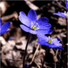 Photo de fleurs d'an�mone h�patique - Hepatica nobilis