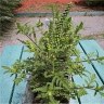 Photo de feuilles d'herbe � poux - Ambrosia