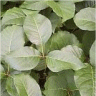 Photo du feuillage de l'herbe � puce