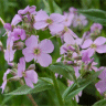 Photo de fleurs de julienne des jardins - Hesperis matronalis