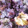 Photo de feuilles d'heuch�re