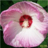 Image de fleur d'hibiscus southern bell