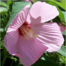 Photo d'une fleur hibiscus moscheutos