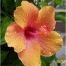 Image de fleur d'hibiscus rosa sinensis