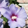 Photo de fleurs d'hibiscus syriacus oiseau bleu