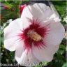 Photo de fleur d'hibiscus syriacus helene