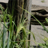 Photo d'orge - Hordeum vulgare
