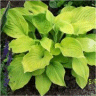 Photo de feuilles d'une hosta augusta moon
