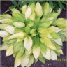 Image du feuillage d'une hosta gold standard