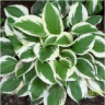 Photo de feuilles d'une hosta patriot