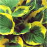 Image de feuilles de la hosta twilight