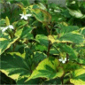 Photo de fleurs d'houttuynia - Plante cam�l�on
