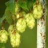 Photo de houblon - Humulus lupulus