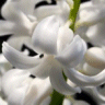 Photo de Jacinthes - Hyacinthus orientalis