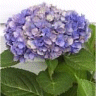Photo de fleurs d'une hortensia � grandes fleurs