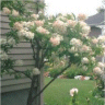 Photo d'un arbuste hydrang�e grandiflora