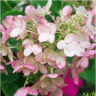 Photo de la fleur d'une hortensia pink diamond