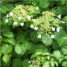 Phot de fleurs d'hydrang�e grimpant