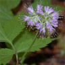 Phot de fleurs d'hydrophylle du Virginie - Hydrophyllum virginianum