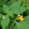 Photo de fleurs d'impatientes du cap - Impatiens capensis