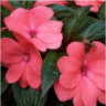 Photo de fleurs impatientes de nouvelle guin�e