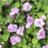 Photo de fleur d'impatiente hybride
