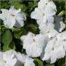 Photo de fleurs impatientes des jardins