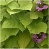 Photo de fleurs ipom�e batatas
