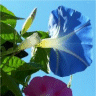 Photo de fleur belle de jour