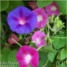 Photo de fleurs gloire du matin
