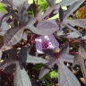 Photo de fleur d'Ipom�e batatas 'blacky' - Ipomoea batatas 'blacky'
