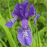 Photo de fleur d'iris japonais ensata gusto